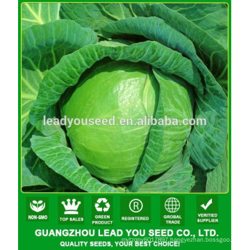 NC54 Yaoku China cabbage seeds for planting, cabbage seeds prices